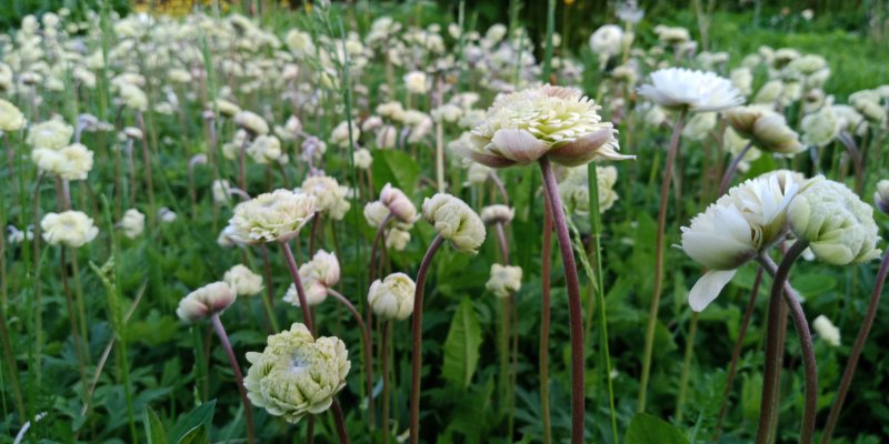 Anemone sylvestris 'Plena' Arovuokko